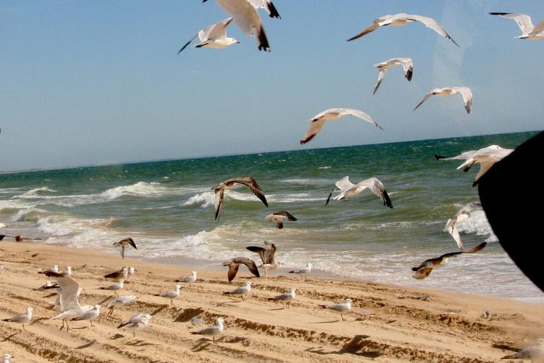 Seagulls flying over Doñana's beaches