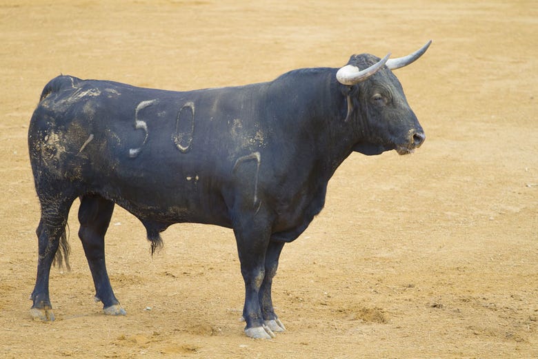 A fighting bull