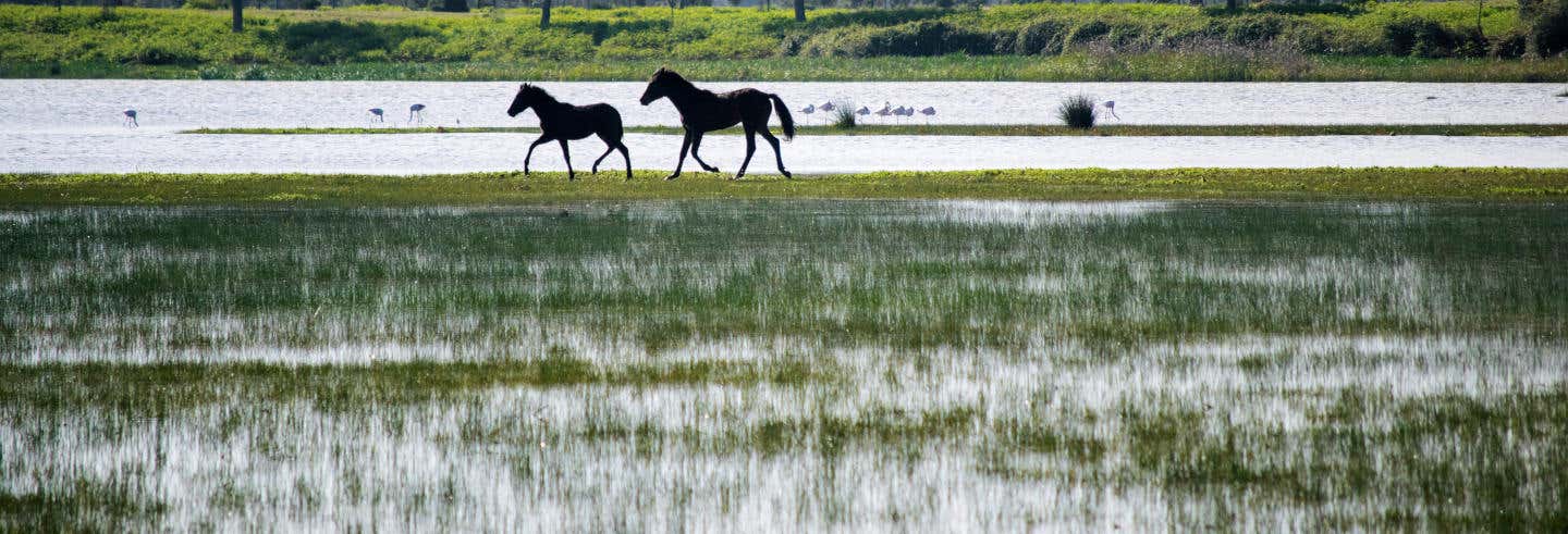 Excursión al Parque Nacional de Doñana desde Isla Canela