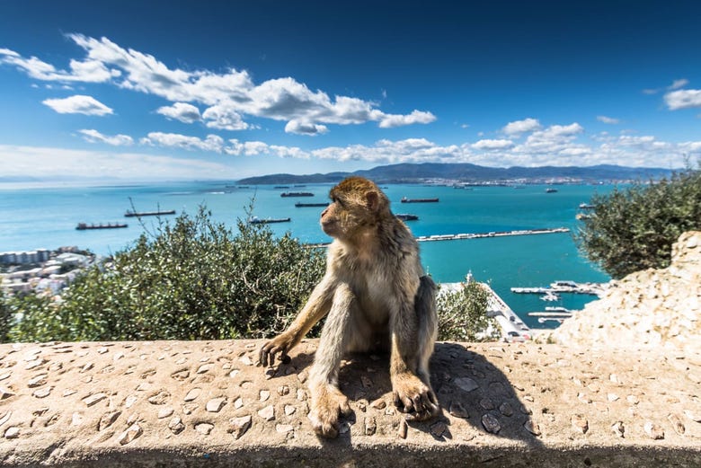 Mono en el Peñón de Gibraltar