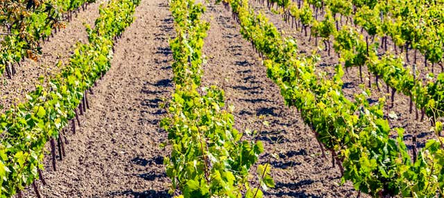 Rota de touros e vinho pelo Condado de Huelva