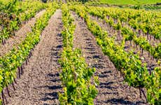 Tour della corrida e del vino a Condado de Huelva