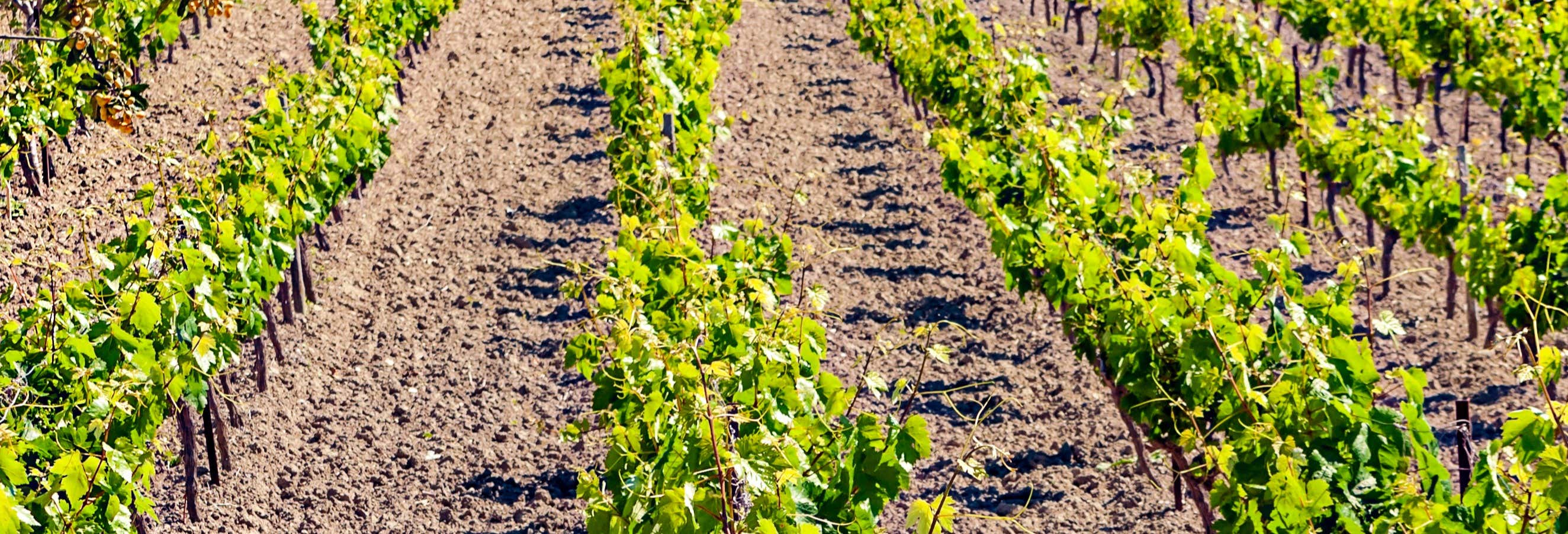 Ruta de toros y vino por el Condado de Huelva desde Isla Canela