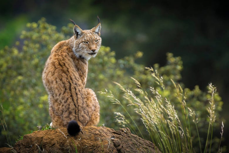 Un lynx ibérique du Parc National de Doñana