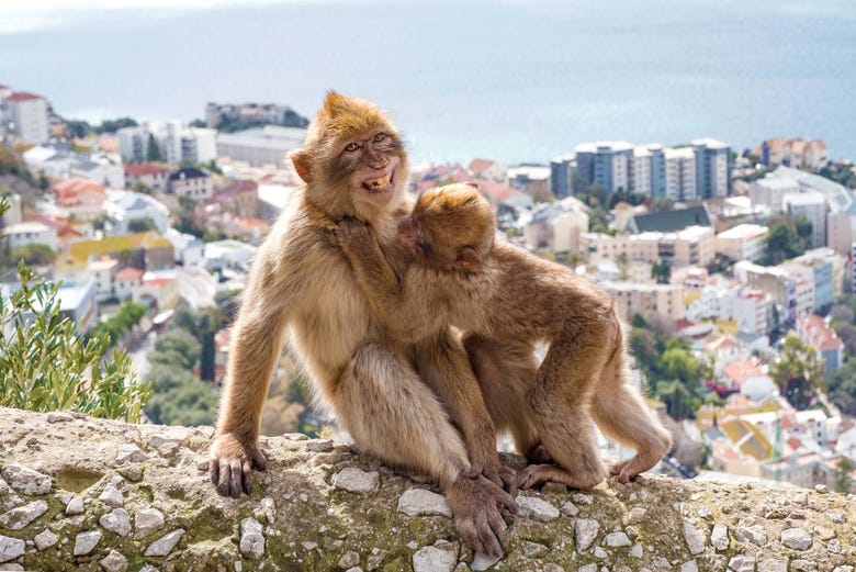 Os macacos de Gibraltar