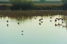 Excursão ao Parque Nacional de Doñana