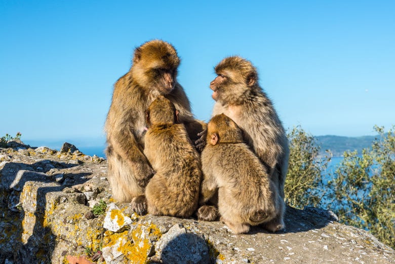 Os famosos macacos de Gibraltar em liberdade