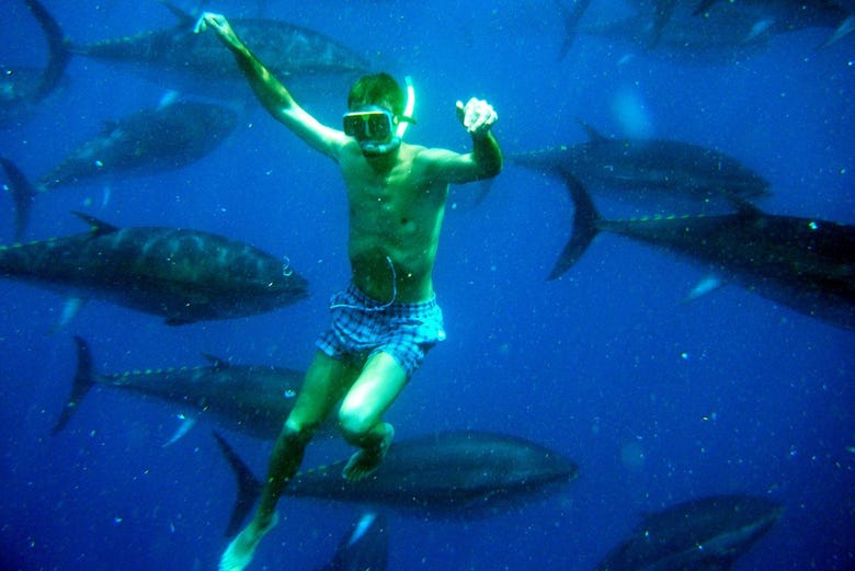 Nadando entre ejemplares de atún rojo