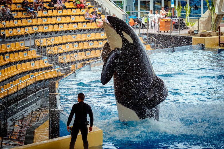 Espectáculo de orcas