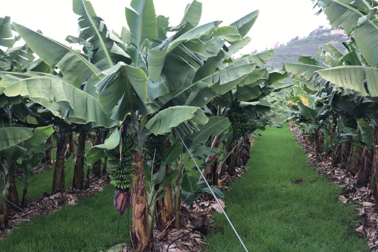 Exploring the organic banana plantation