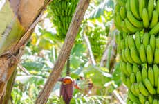 Visite d’une plantation de bananes de La Orotava