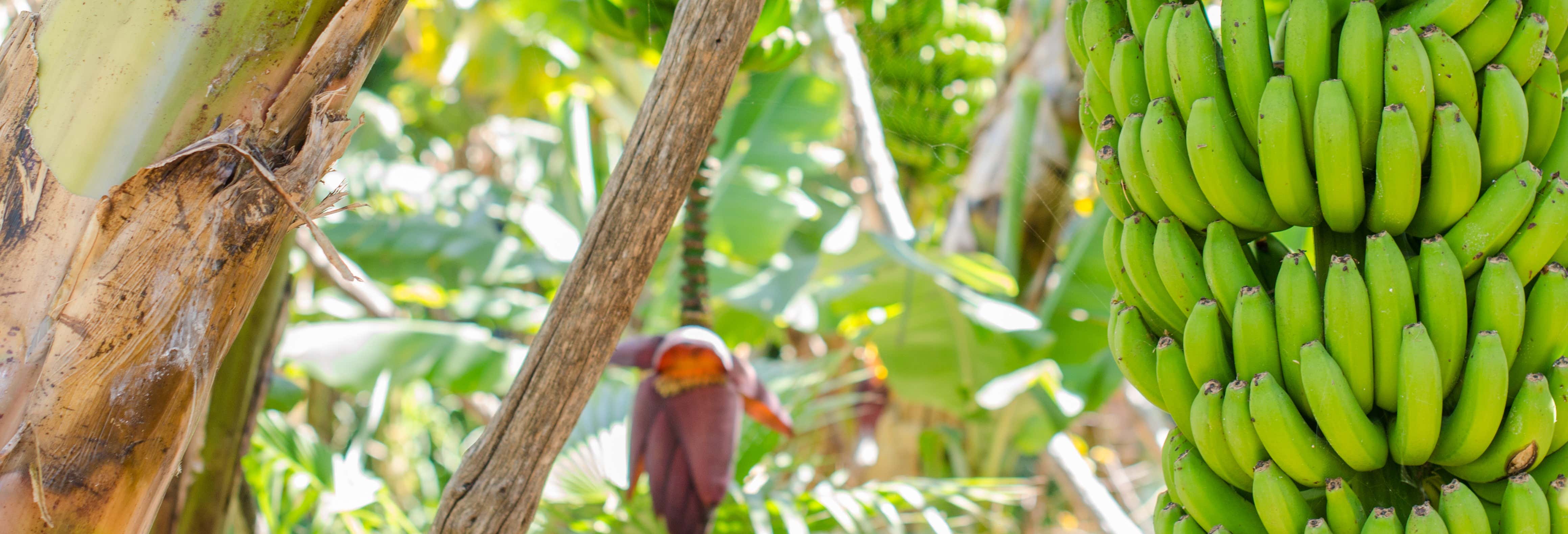 Visita a uma plantação de banana de La Orotava