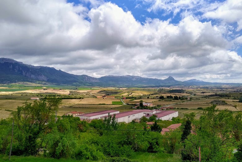 Paesaggi di Laguardia, terra di vini