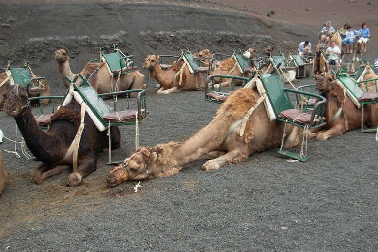 Timanfaya Camel Ride Lanzarote