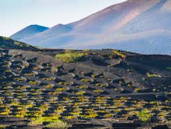 Viñedos de La Geria