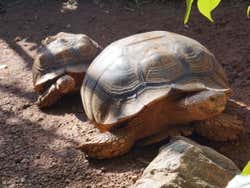 Tortugas en el Rancho Texas Lanzarote Park