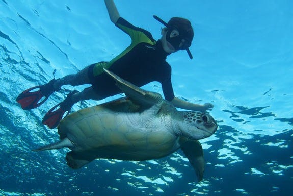 Nadando com tartarugas