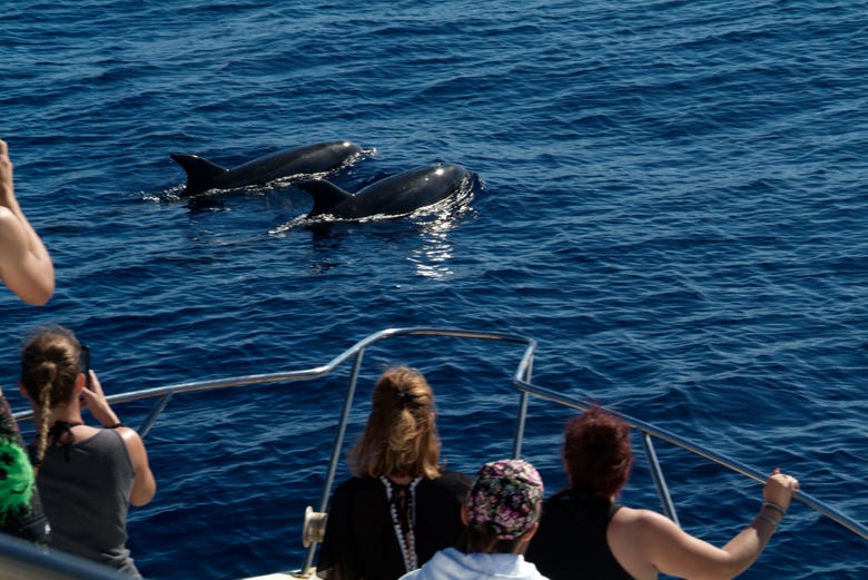 Contemplando a una pareja de cetáceos en Tenerife