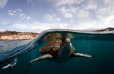 Snorkel con avistamiento de tortugas en Tenerife