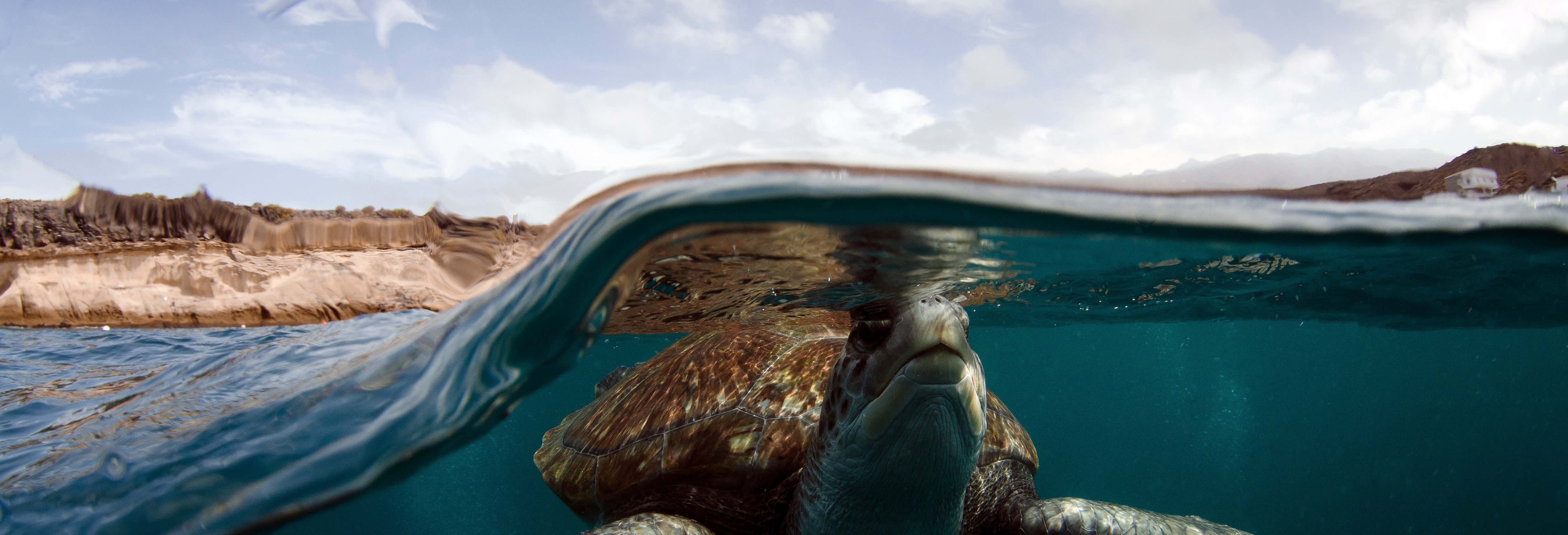 Snorkel con avistamiento de tortugas en Tenerife