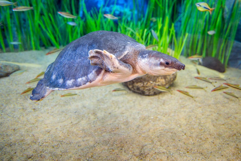 Una delle tartarughe dell'acquario