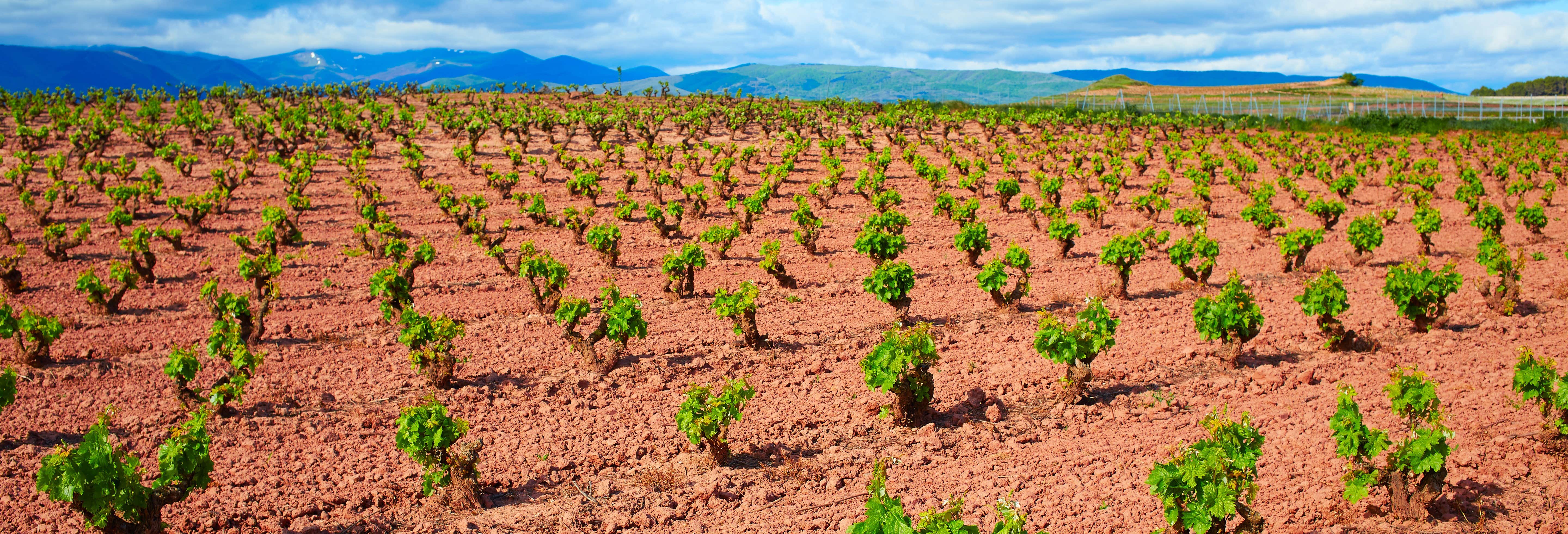 Excursión por las bodegas Viña Ijalba desde Logroño Excursión por las bodegas Viña Ijalba desde Logroño