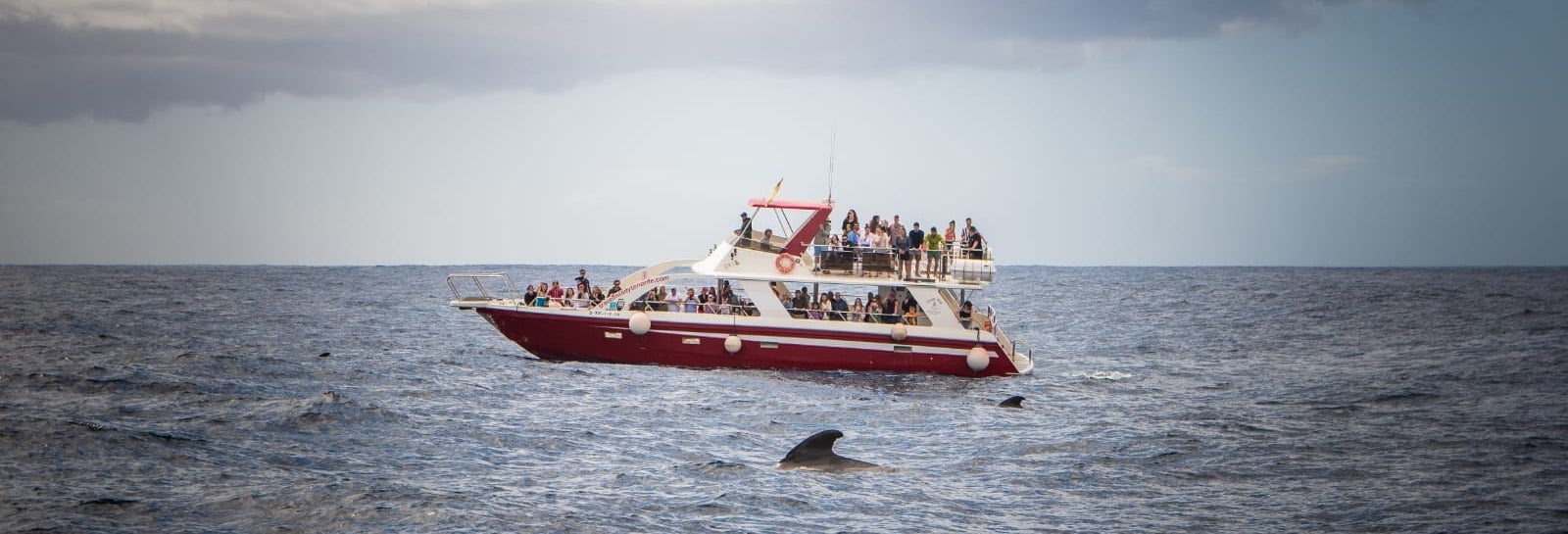 Avistamiento de cetáceos en Los Cristianos