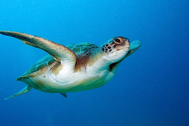 Contemplando una tortuga marina