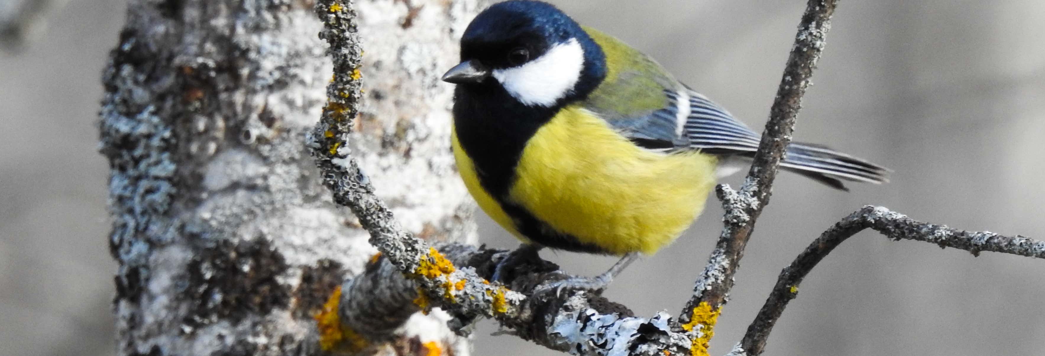 Avistamiento de aves en El Pardo