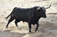 Visita a una ganadería de toros bravos