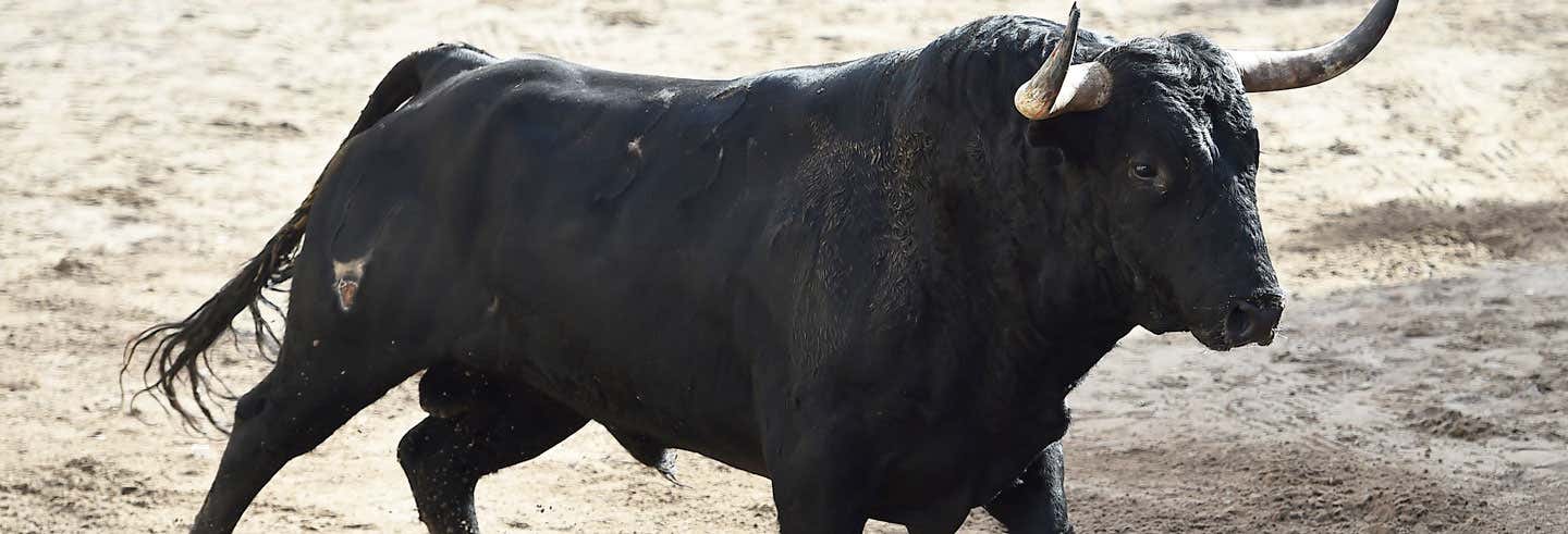 Spanish Fighting Bull Ranch Trip From Madrid Civitatis Com