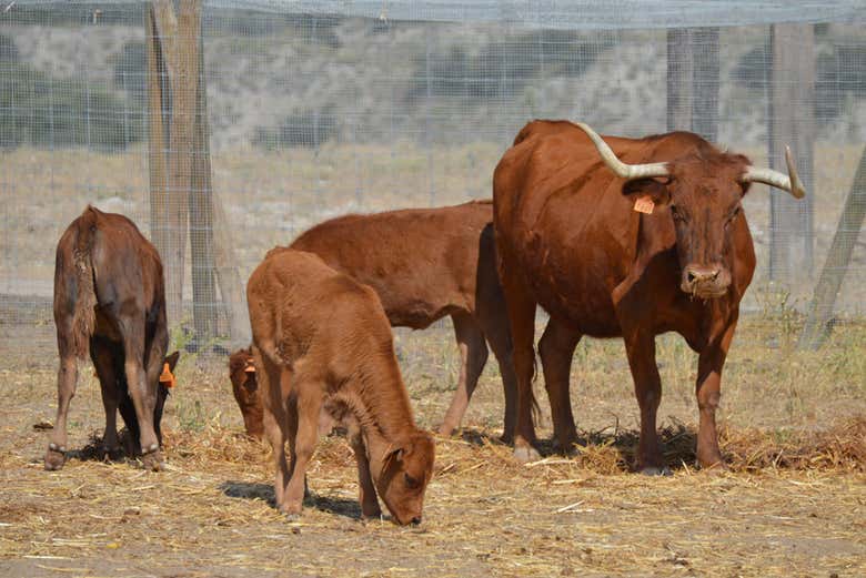 Spanish Fighting Bull Ranch Trip from Madrid - Civitatis.com