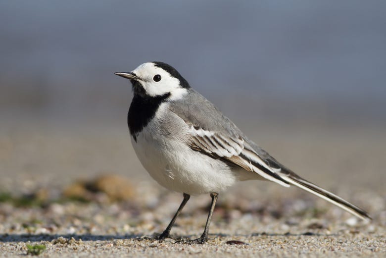 Spotting a white wagtail