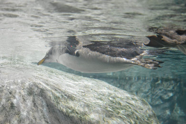 Pinguino che nuota nell'acquario