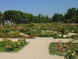 Flowers in Parque Oeste