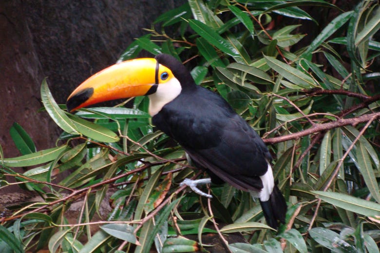 Un toucan dans la jungle de Faunia