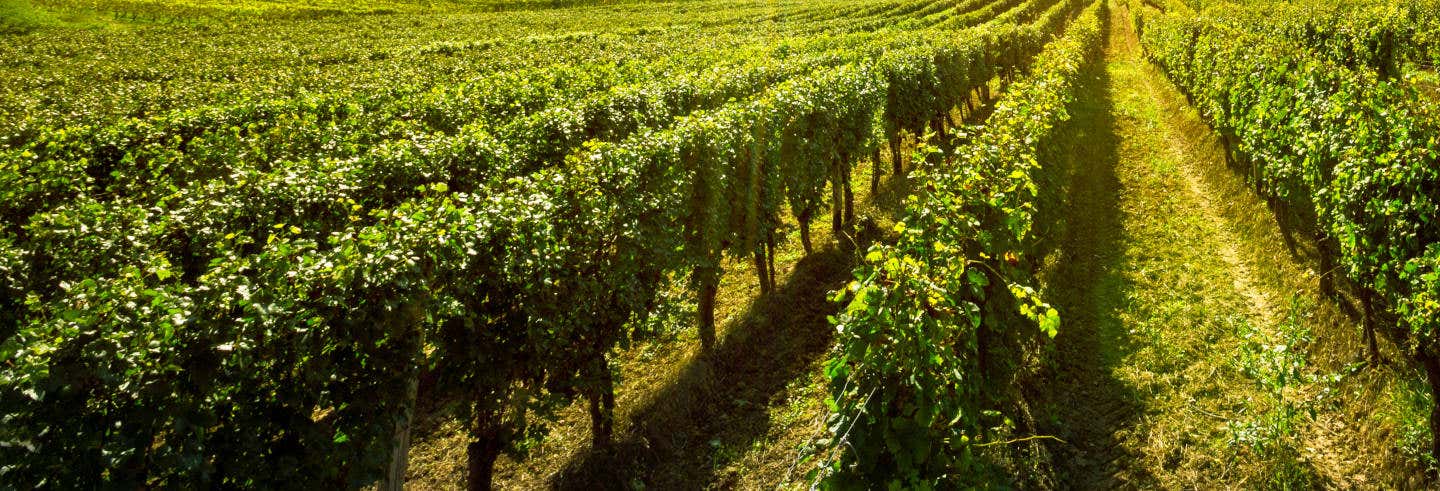 Tour por los viñedos de las bodegas Buezo