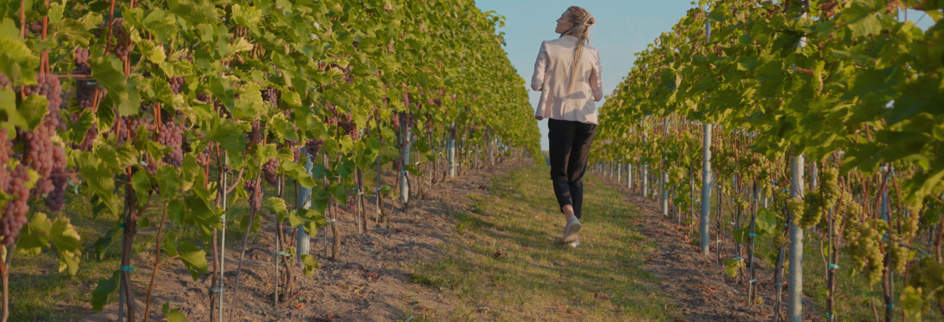 Visita a las bodegas Buezo desde Mahamud Visita a las bodegas Buezo desde Mahamud