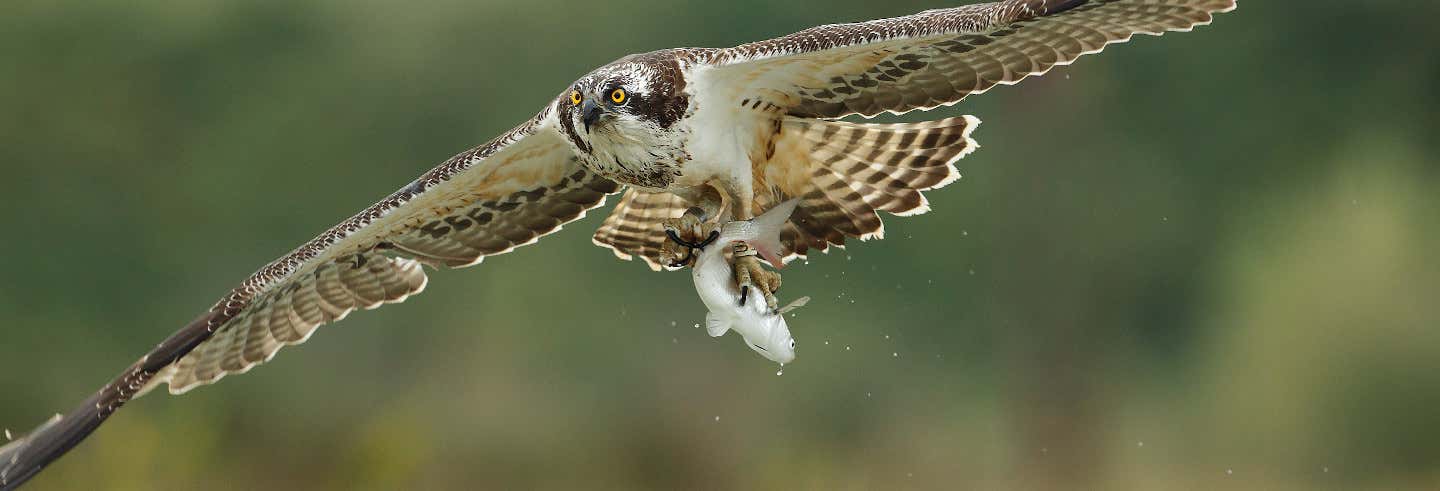 Avistamento de aves na baía de Santander