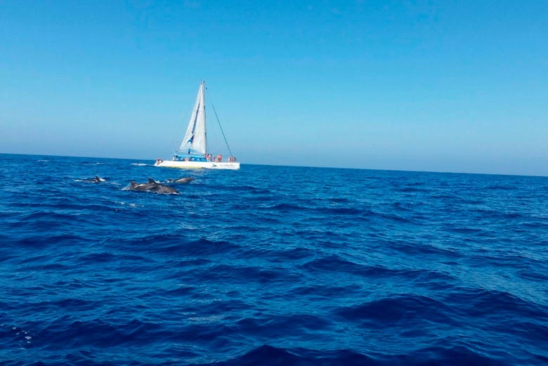Spotting dolphins from the catamaran