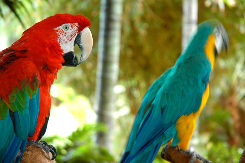 Exhibición de papagayos exóticos
