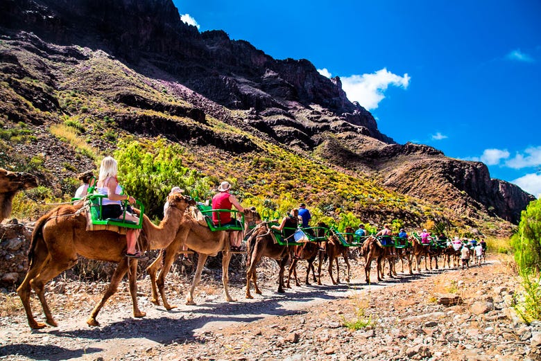 Atravessando o Valle de las Mil Palmeras de camelo
