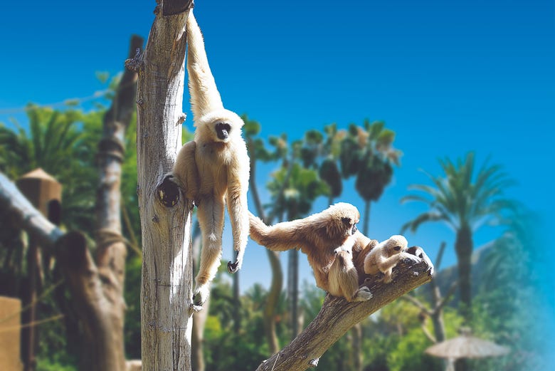Primates dans le Palmitos Park