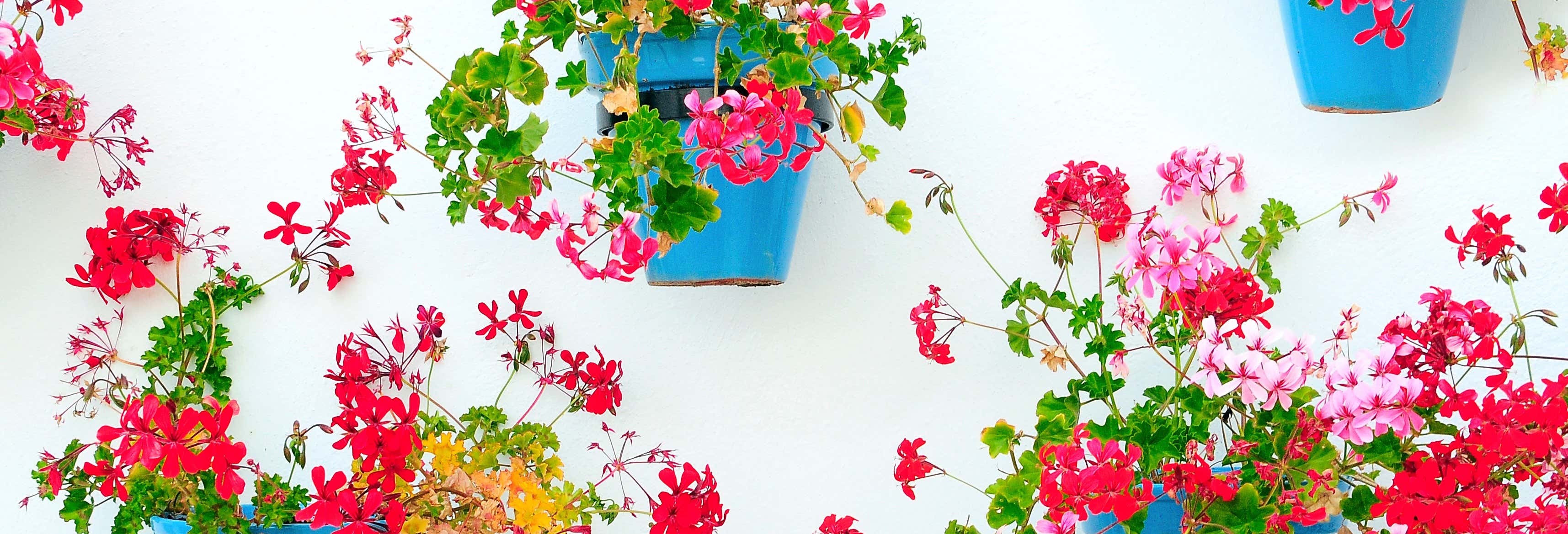 Free tour por Mijas ¡Gratis!
