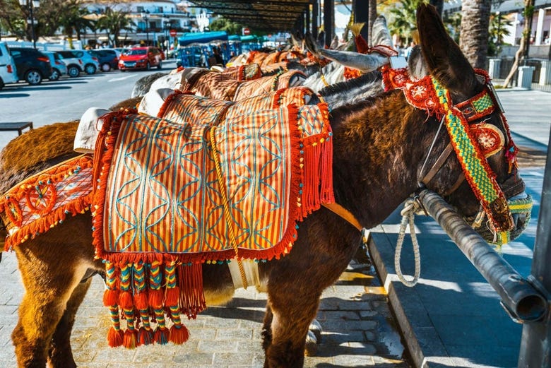 Donkey taxis