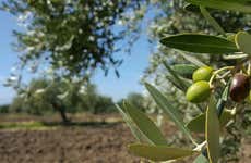 Tour del aceite por Montoro