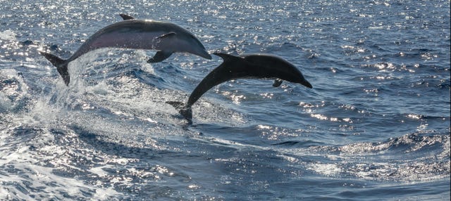 Avistamiento de cetáceos desde Morro Jable