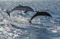 Avvistamento di cetacei in motoscafo
