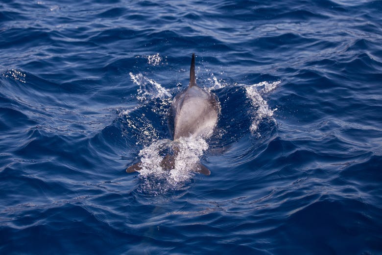 Un delfín nadando al sur de Fuerteventura