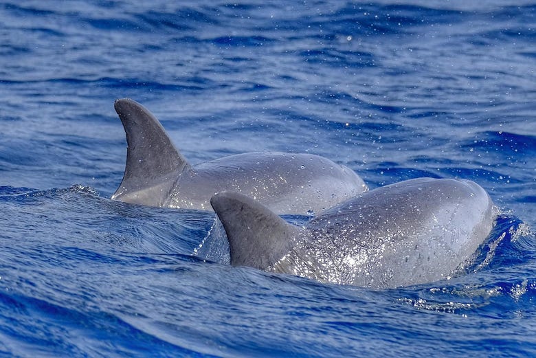 Dolphins off Fuerteventura's coast
